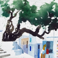 Olivenbaum, Chefchaouen, MA, 2017