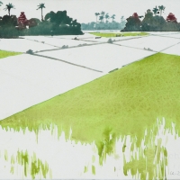 Reisfelder, MM, 2018