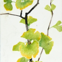 Gingkoblätter, 2019