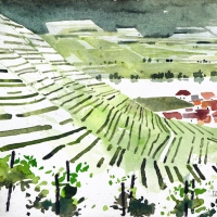 Weinberge, Spitz, Wachau, A, 2020