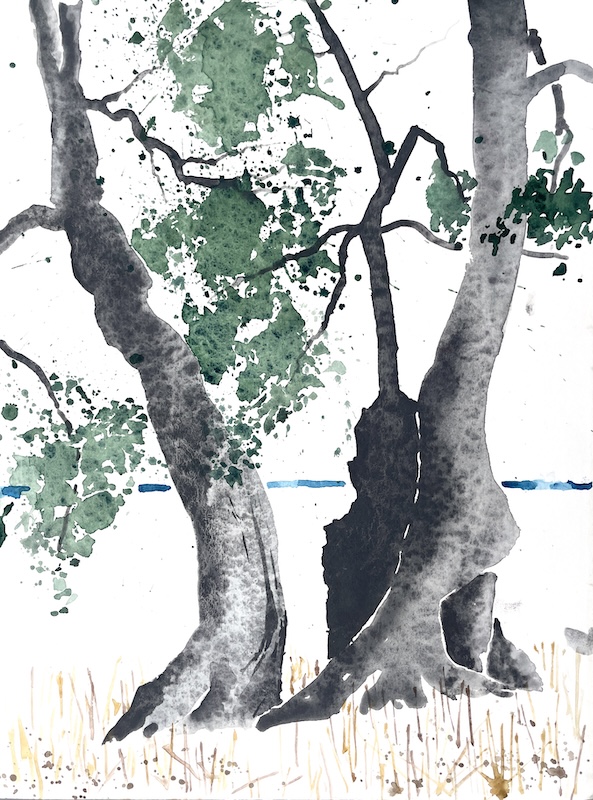 Olivenbäume, Apulien