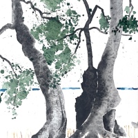 Olivenbäume, Apulien