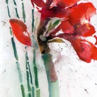 Amaryllis