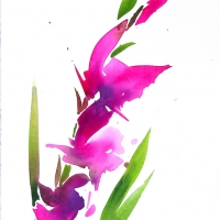 Gladiole