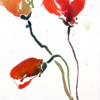 Mohn