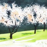 Obstbaumblüte