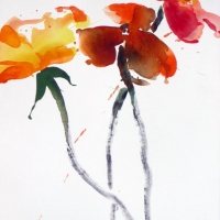 Mohn IV, 2009