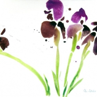 Iris, 2005