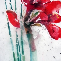 Amaryllis III, 2004