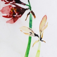 Amaryllis IV, 2013