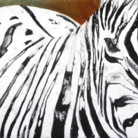 Zebra, 2009